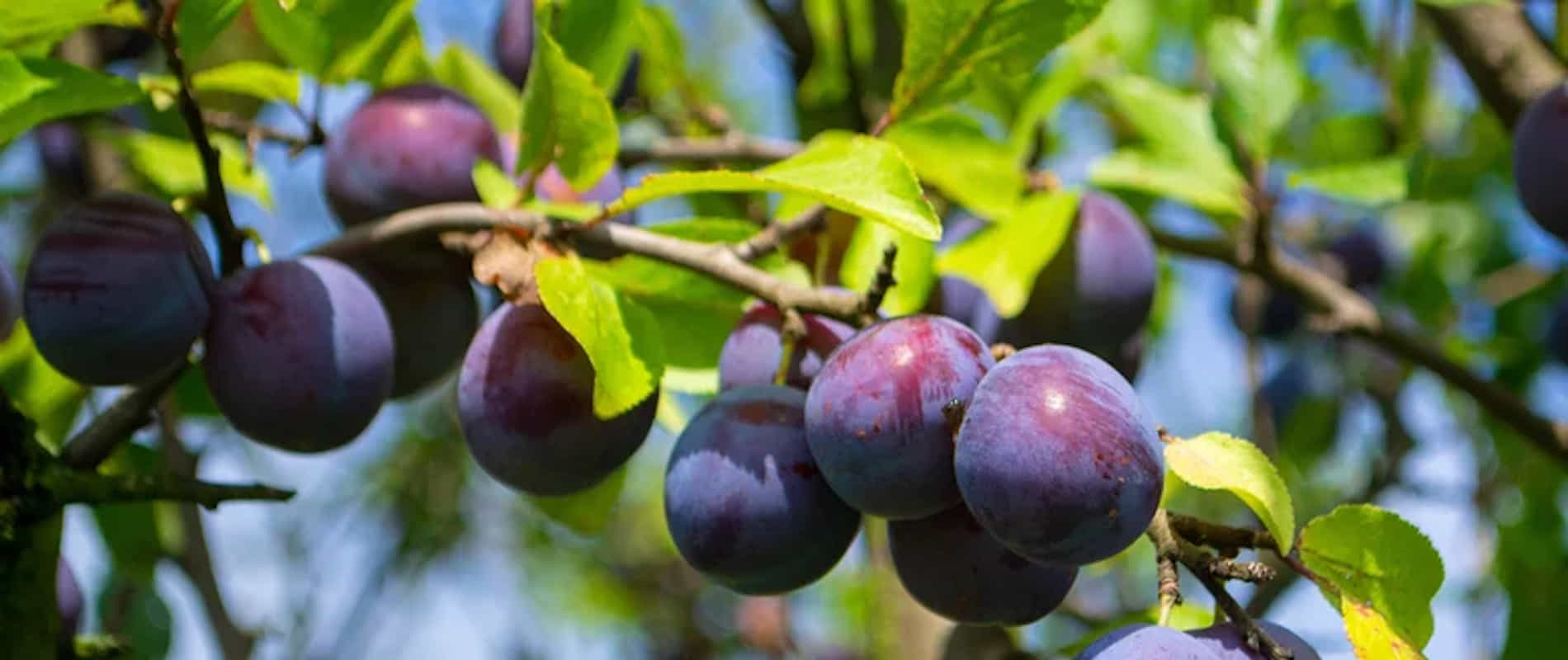 Top Plodovi – Otkup voća, skladištenje i izvoz.